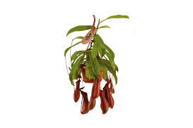 dünger für olivenbaum Purgrün Olivenbaum-Dünger 1 Liter main image 1