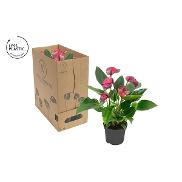 Alla produkter | Noviflora webshop