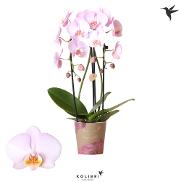 ORCHIDEA PHALAENOPSIS BOHO LOVE BIANCO VASO 12CM - Speciale