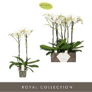 ORCHIDEA PHALAENOPSIS BOHO LOVE BIANCO VASO 12CM - Speciale