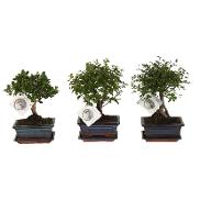 bonsai orange tree Bonsai Orange Tree Seeds, 20 Seeds ,Grow a Delicious Fruit Bearing Bon –  Curranfarms main image 1