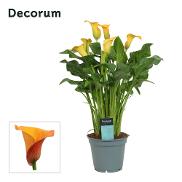 chinese fan palm plant care Chinese Fan Palm: Livistona - 12